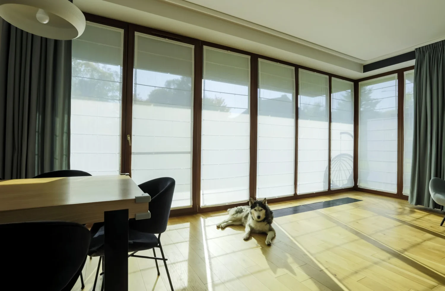 Husky-Liebling im sonnigen Wohnzimmer mit großen Fenstern
